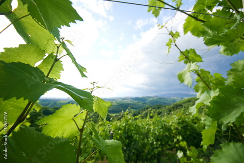 Vineyards through vineyards in brda region
