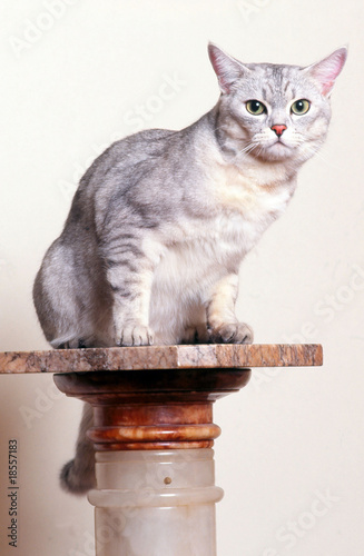 Konstfotografi chat de race burmilla assis sur une colonne de faux marbre