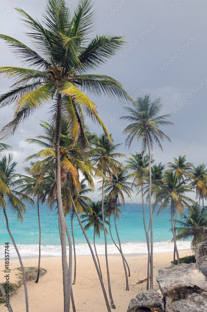 Spiaggia tropicale