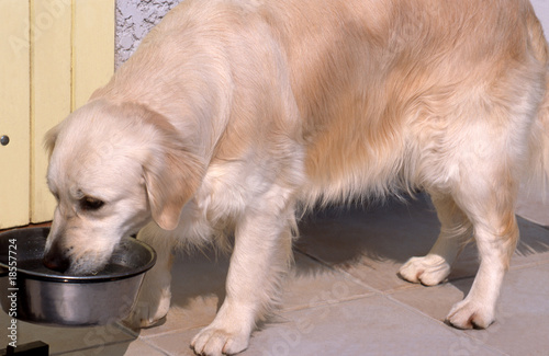 golden retriever en train de boire dans sa gamelle