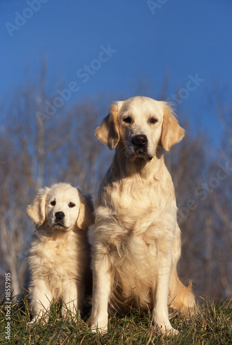 golden retriever et son chiot assis côte à côte