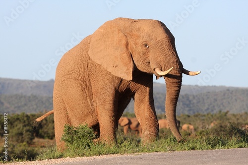 Majestic African Elephant