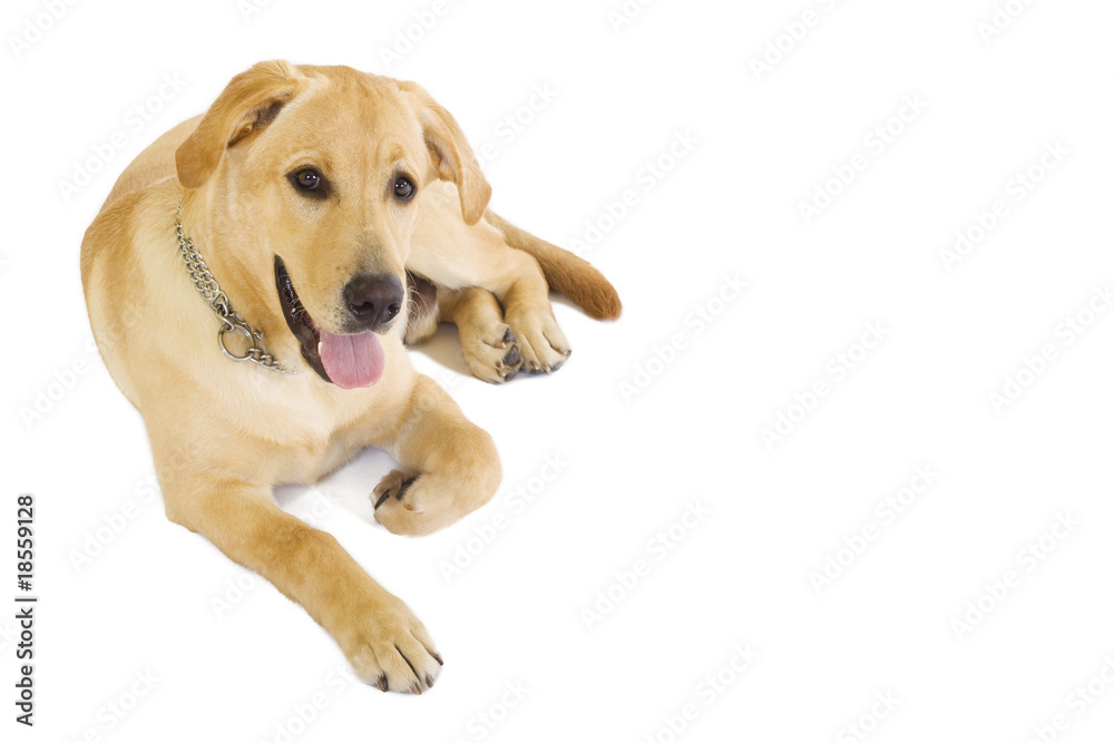 labrador retriever labrador retriever