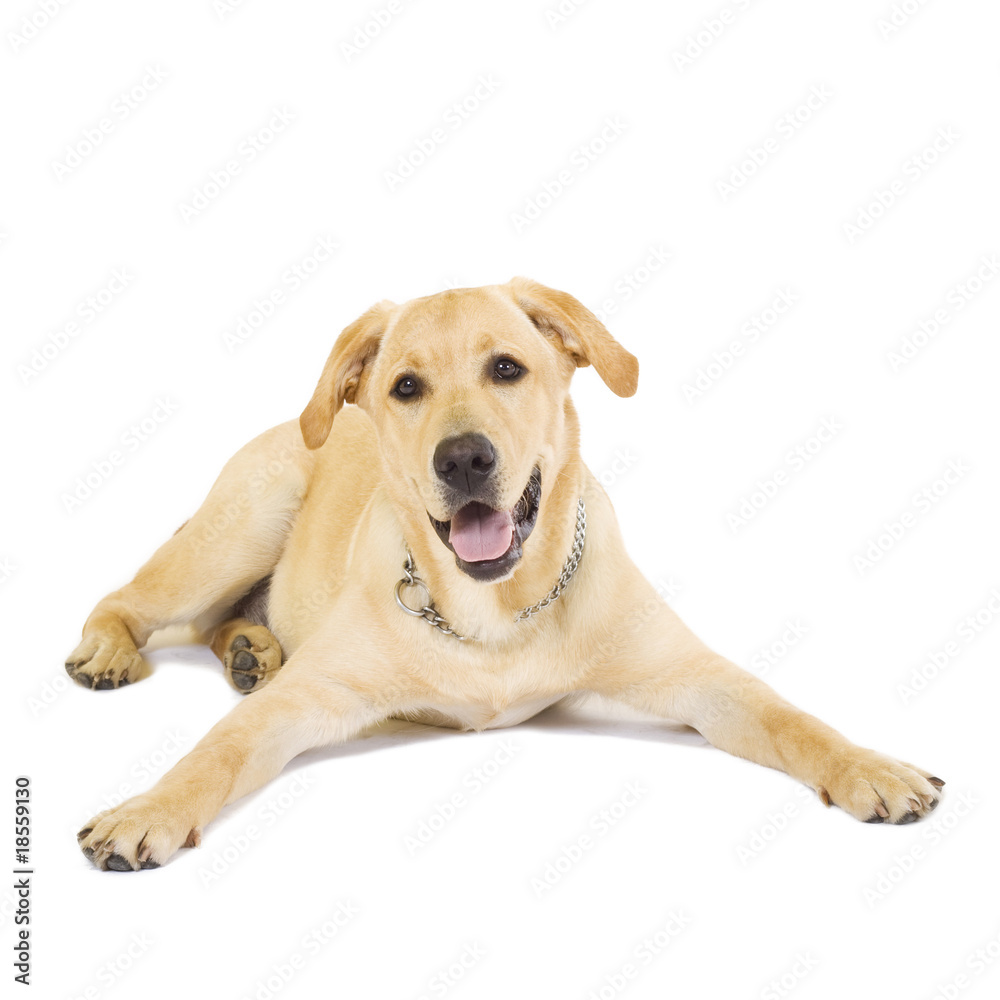 seated labrador retriever