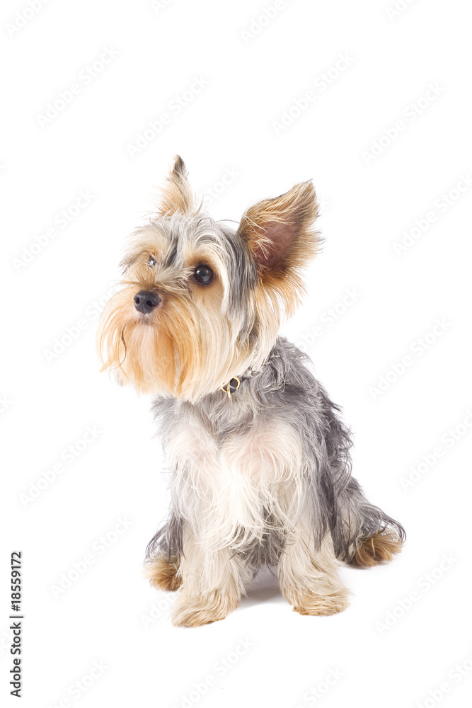 uncombed puppy yorkshire terrier uncombed puppy yorkshire terrier