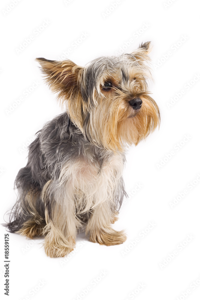 Adult Yorkshire Terrier