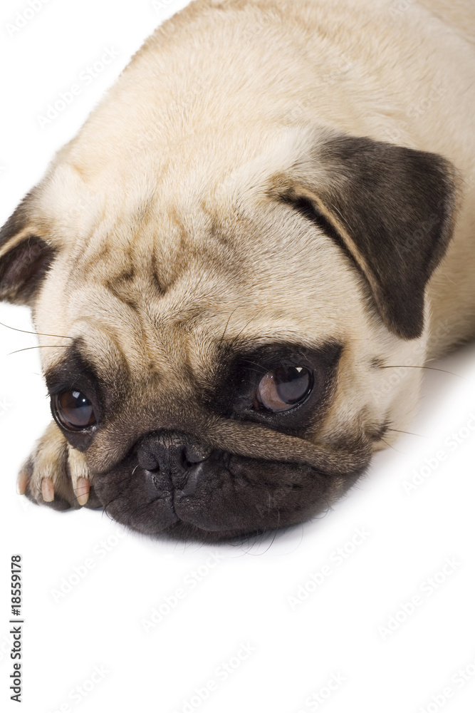 closeup of a lonely looking Pug