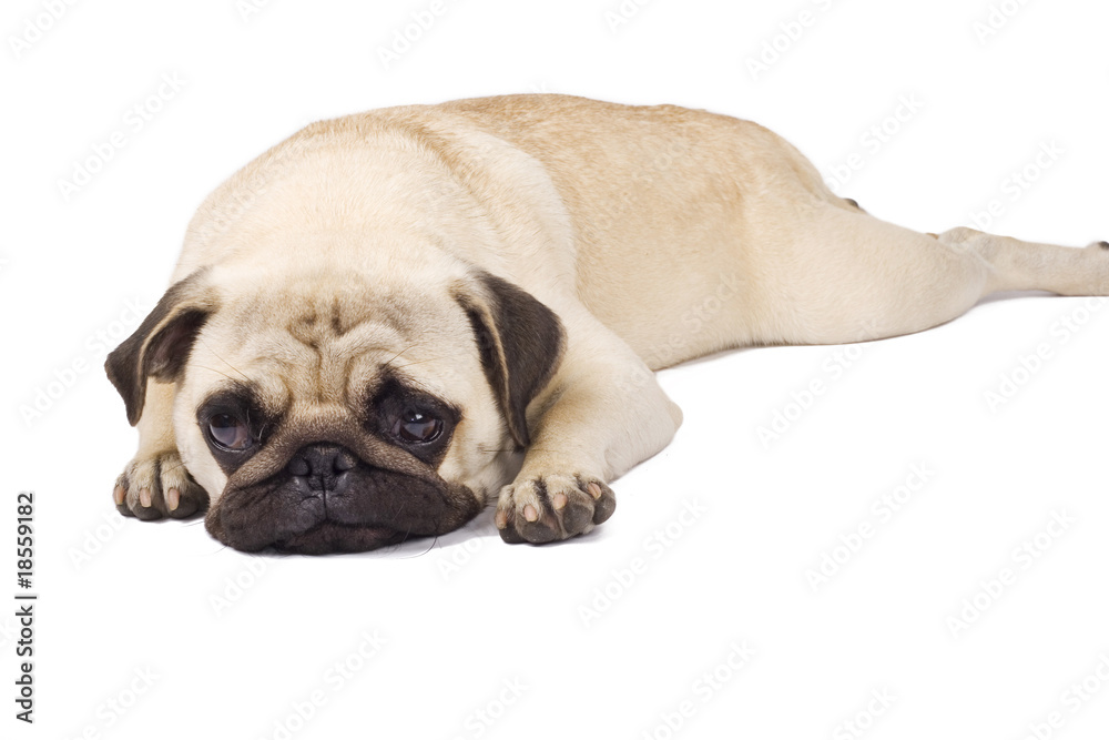 A pouting pug