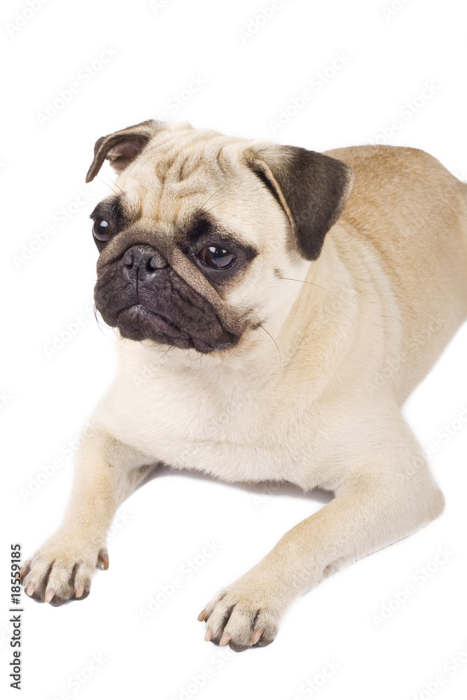 Pug on a white background
