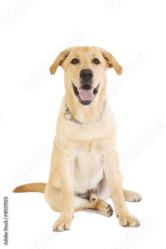 golden retriever posing