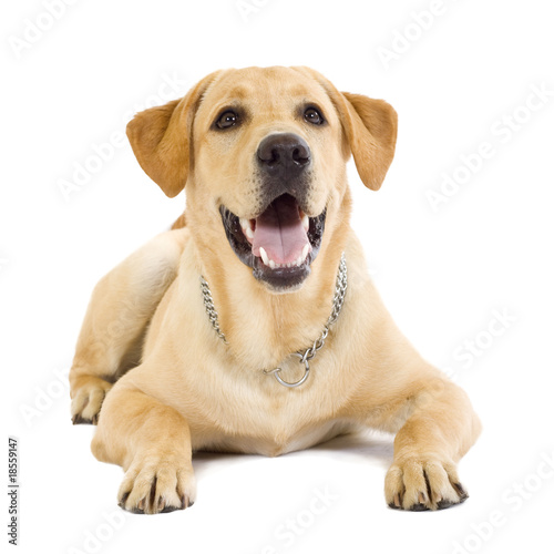 seated Puppy Labrador retriever