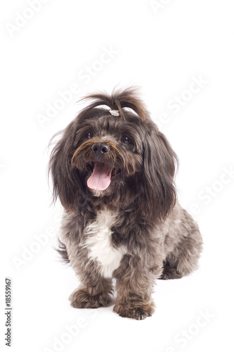 Havanese dog standing with mouth open © Viorel Sima