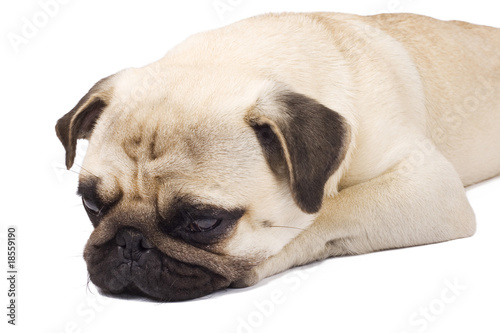 sleepy pug © Viorel Sima