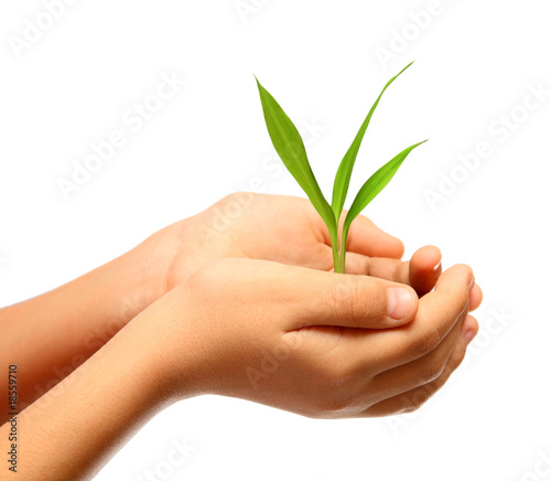 green plant in children hands