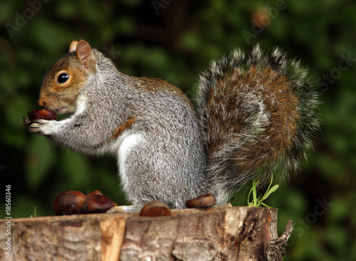 A young Grey Squirrel eating Chestnuts