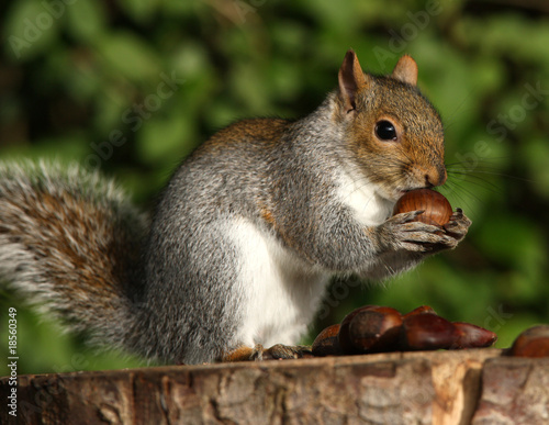 A young Grey Squirrel eating Chestnuts