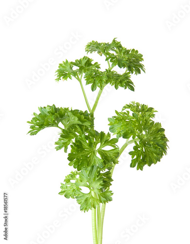 bunch of parsley leaves isolated on white