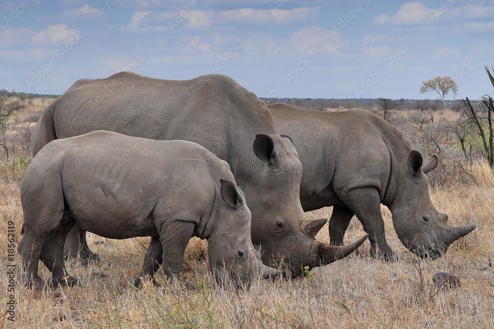 Fototapeta premium female rhino with 2 calves in Kruger NP,South Africa