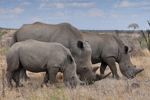 female rhino with 2 calves in Kruger NP,South Africa