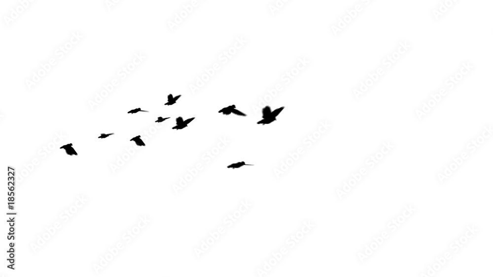 Flock of Pigeons