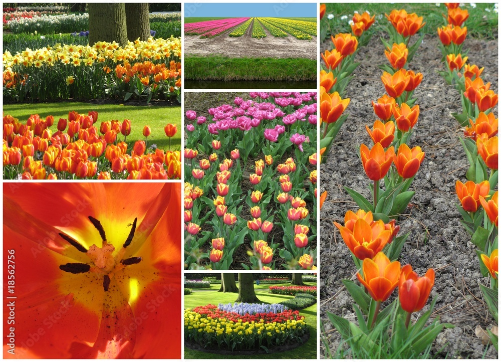 Obraz premium printemps