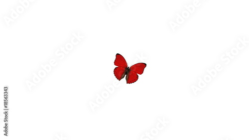Red Butterfly