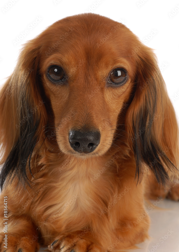 long haired miniature dachshund on white background