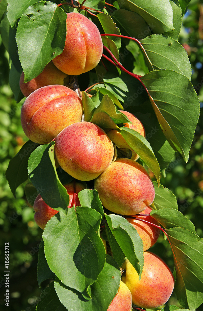 abricots