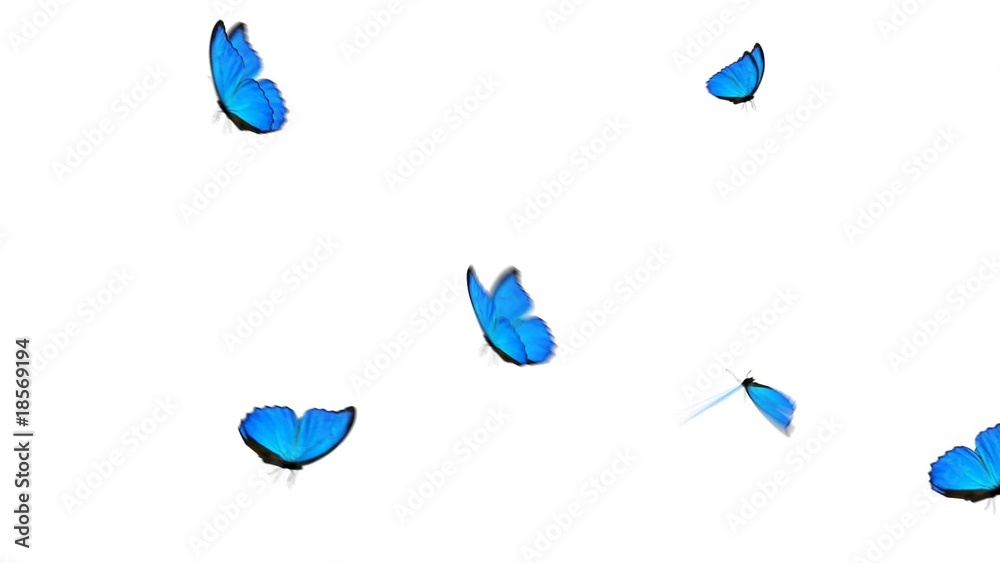 Blue Butterfly Group Loop