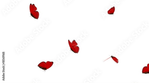 Red Butterfly Group Loop