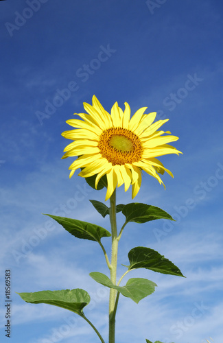 Yellow sunflower on blue sky
