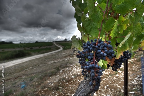Tapety artystyczne Vignoble Cahors