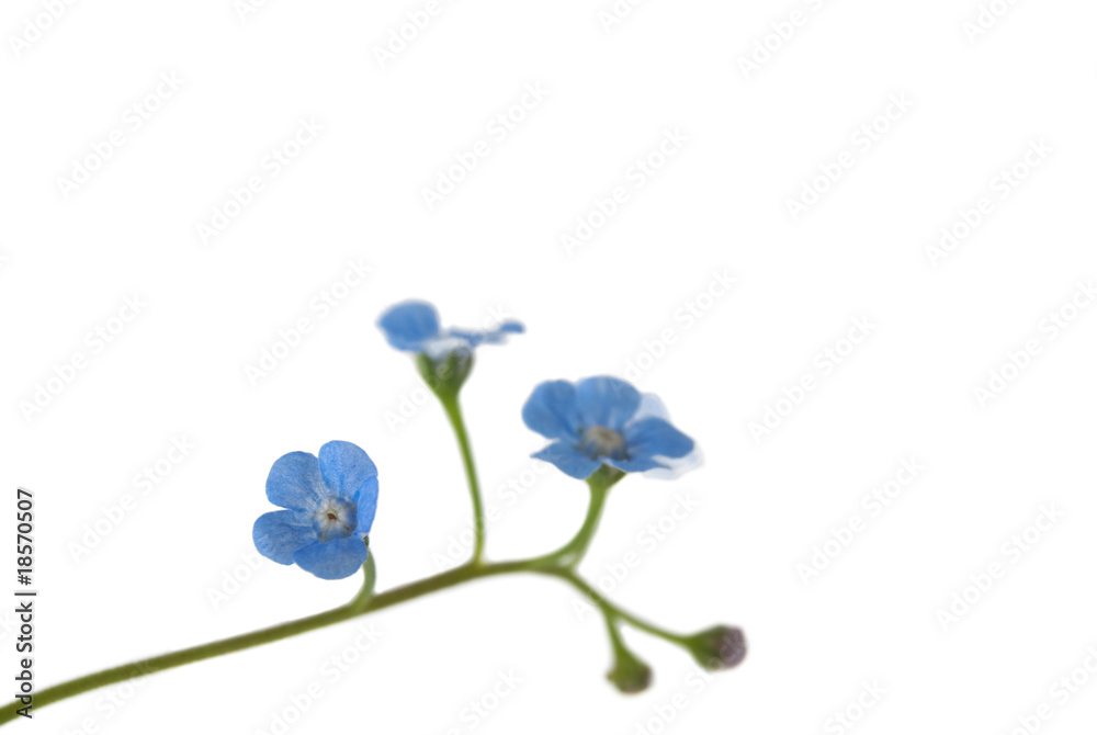 Forget-me-not flower isolated on white