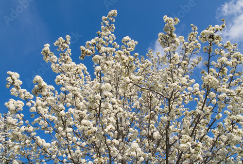 Blooming trees in a spring © Andy