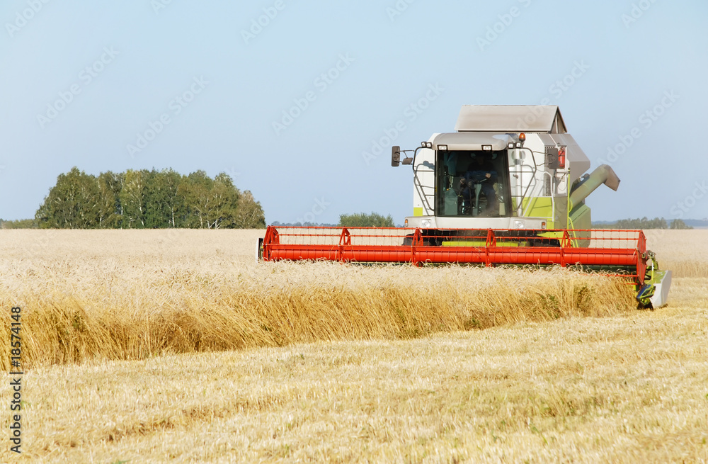 Obraz premium Cleaning of a wheaten field by a combine