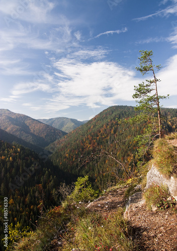 Autumn forest