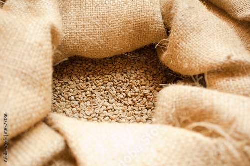 fresh coffee crop in jute bag