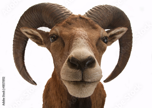Mufflon 2