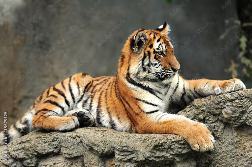 Zoo 121 Zoo 121