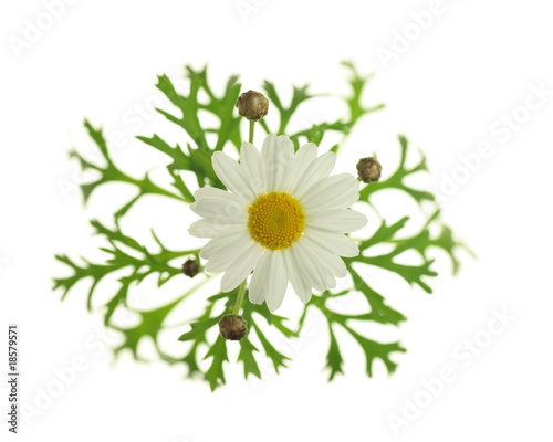Fototapeta Naklejka Na Ścianę i Meble -  Chrysanthemum frutescens (marguerite)