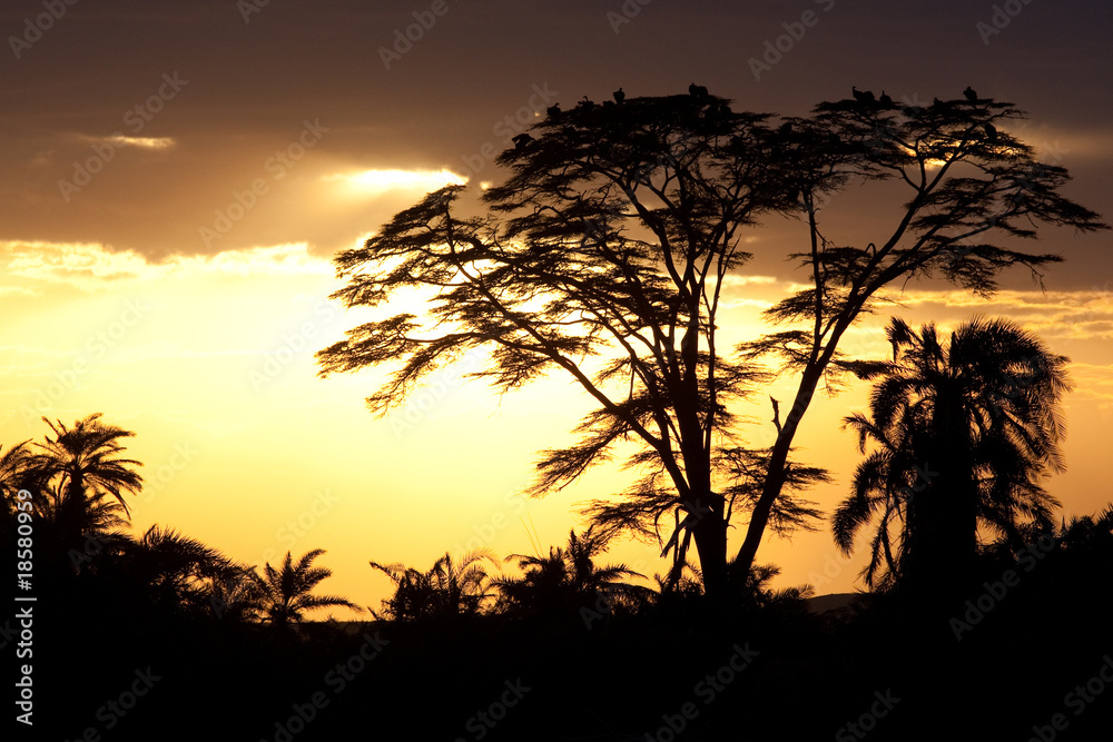 Obraz premium sunset in africa