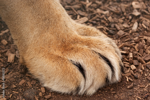 large paw of a large lion