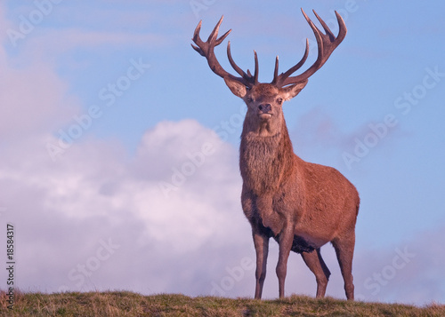 Фотография Red deer stag on the crest of a hill 2