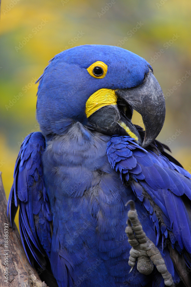 Obraz premium ara hyacinthe,anodorhynchus hyacinthinus