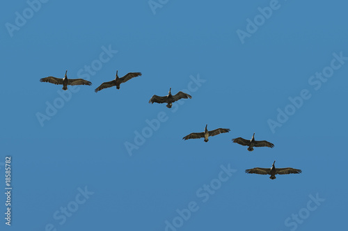 Pelicans in flight © Carlos Santa Maria