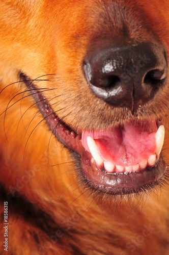 Fotografie Hund
