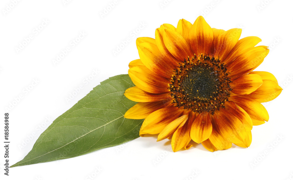 Fototapeta premium Yellow flower with a green leaf on the white background