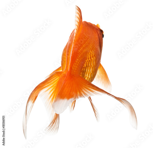 goldfish on white - view from behind