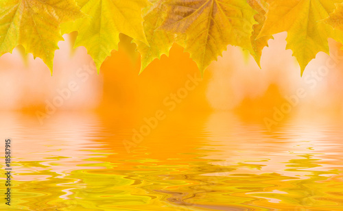 Bunte Bl  tter im Herbst am Wasser