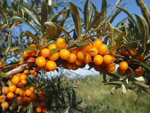 Reife Sanddornbeeren im Sonnenschein